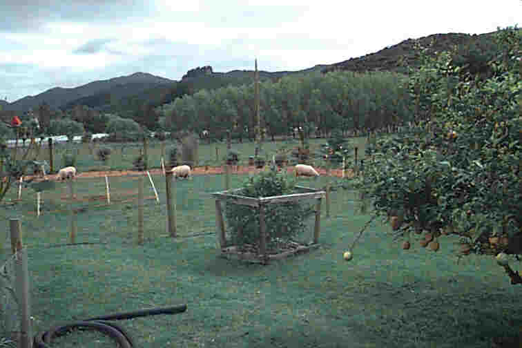 Sheep in the back yard, Coromandel
