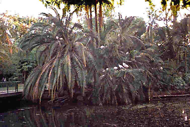 Ibis nesting in the trees