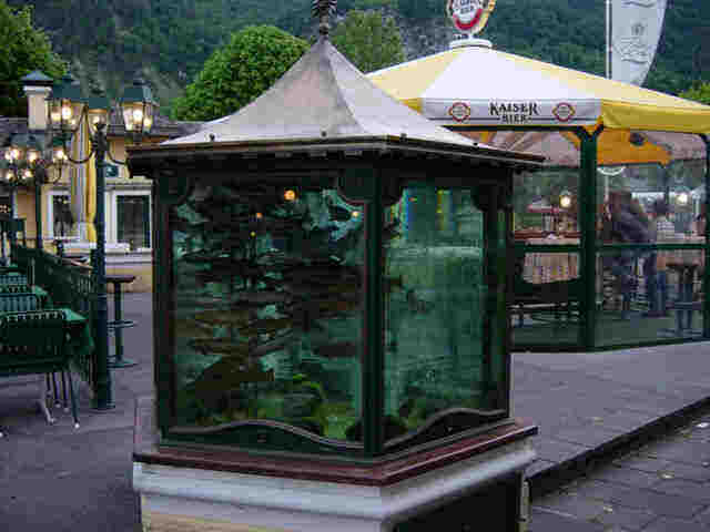 Fish Tank at Fischer Wirt, St. Gilgen